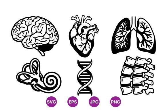 Human Anatomy Vector Clipart Set